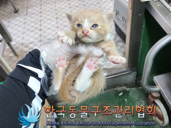 한국 고양이 이미지 파일 입니다.